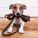 dog-with-leather-leash